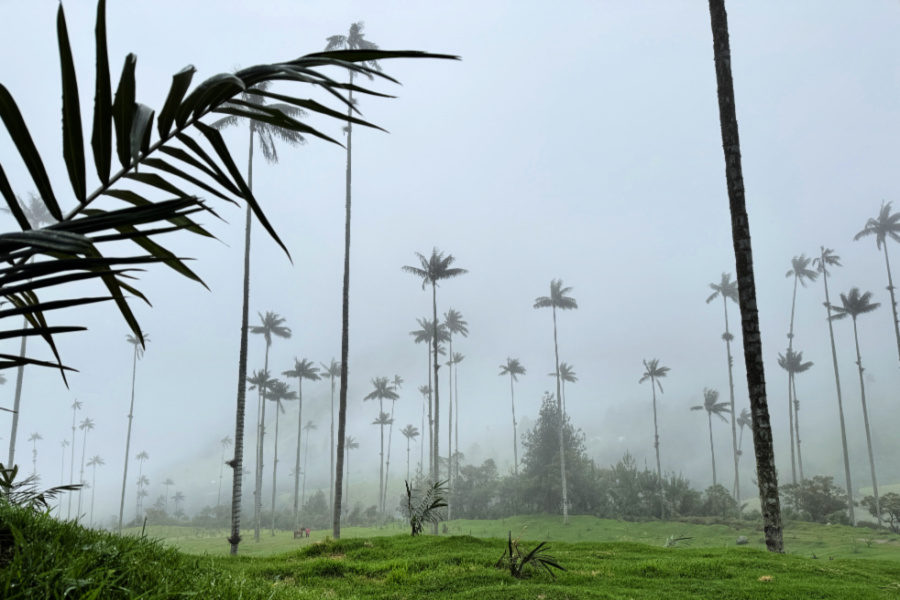 Colombie : VIDEO Cocora